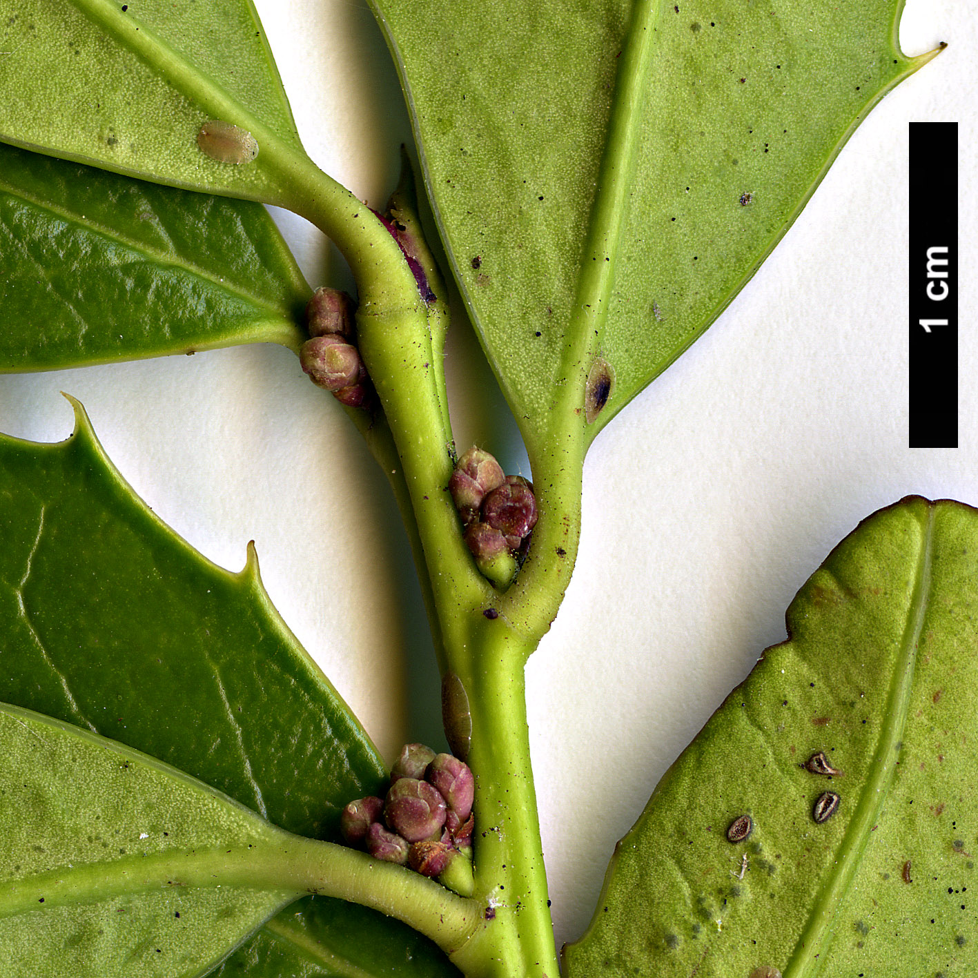 High resolution image: Family: Aquifoliaceae - Genus: Ilex - Taxon: colchica